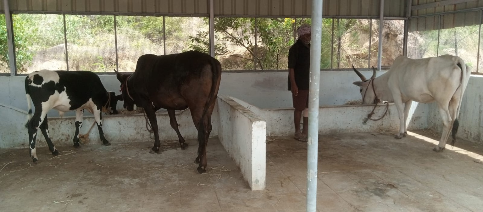 Cows and calf cared for by Sri Subramanya Charitable Trust